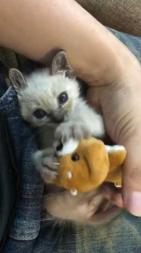 子猫 ヌイグルミ 遊び 寝落ち 瞬間