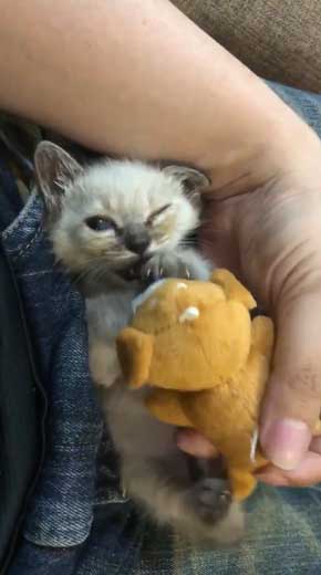 子猫 ヌイグルミ 遊び 寝落ち 瞬間