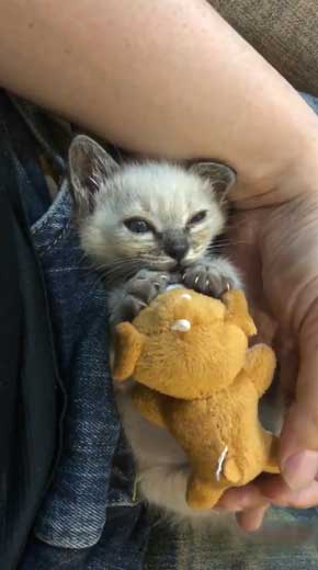 子猫 ヌイグルミ 遊び 寝落ち 瞬間