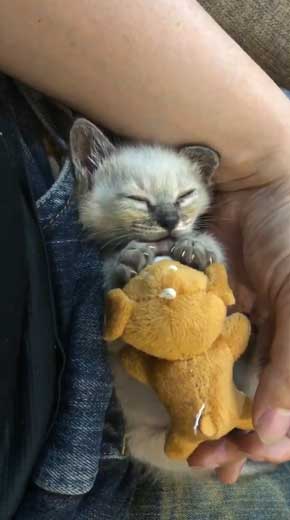 子猫 ヌイグルミ 遊び 寝落ち 瞬間