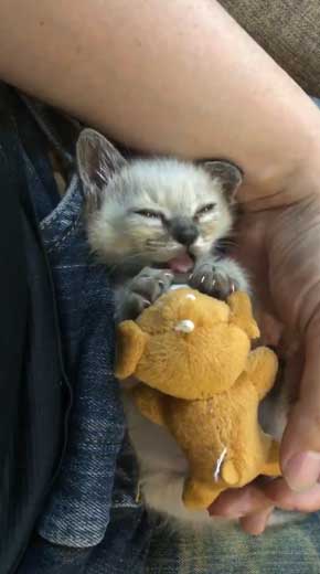子猫 ヌイグルミ 遊び 寝落ち 瞬間
