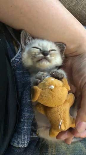 子猫 ヌイグルミ 遊び 寝落ち 瞬間