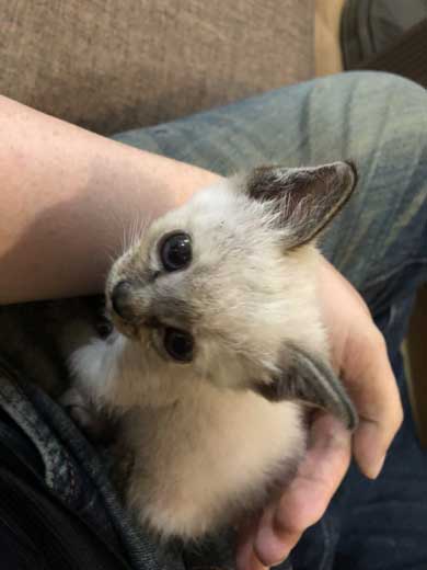 子猫 ヌイグルミ 遊び 寝落ち 瞬間