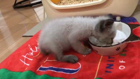 子猫 ヌイグルミ 遊び 寝落ち 瞬間