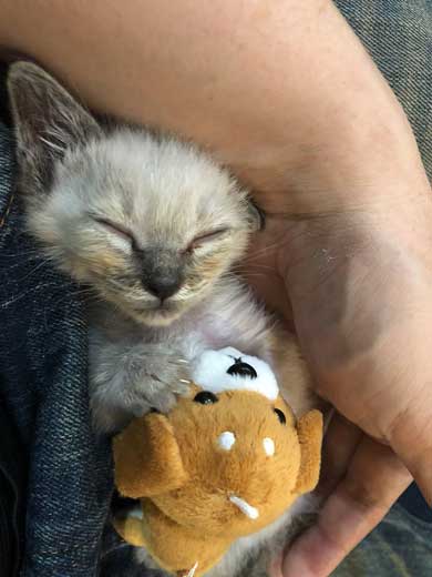 子猫 ヌイグルミ 遊び 寝落ち 瞬間