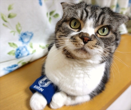 なめネコれおくんピーチくん