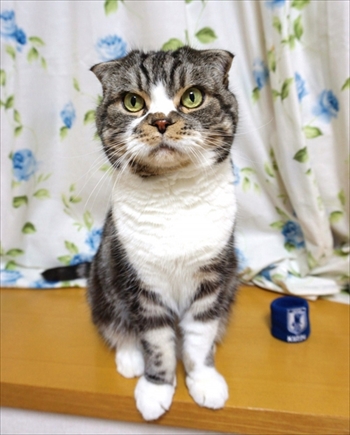 なめネコれおくんピーチくん