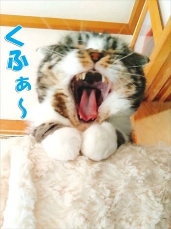 なめネコれおくんピーチくん