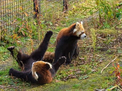 レッサーパンダ