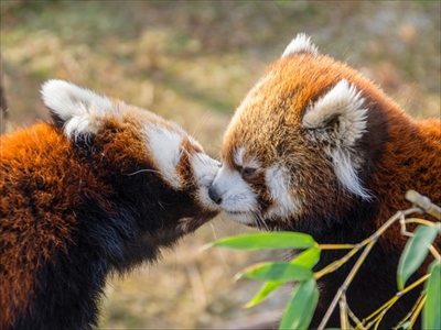 レッサーパンダ