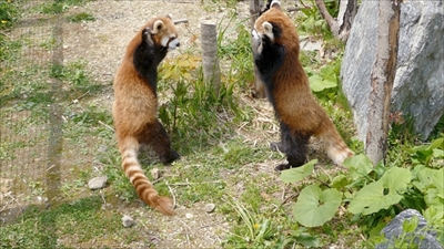 レッサーパンダ