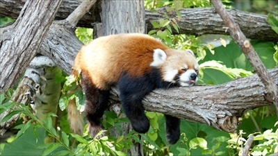 レッサーパンダ