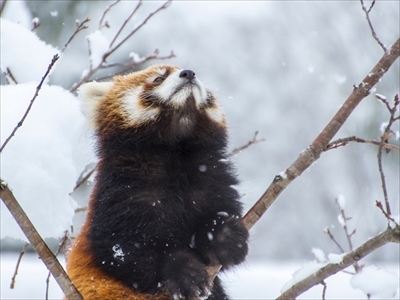 レッサーパンダ