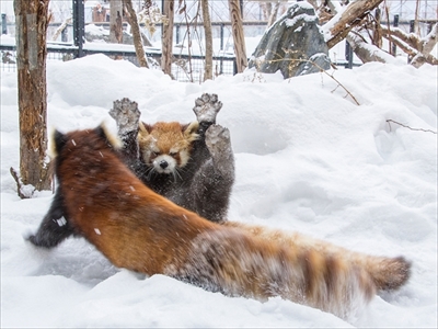 レッサーパンダ