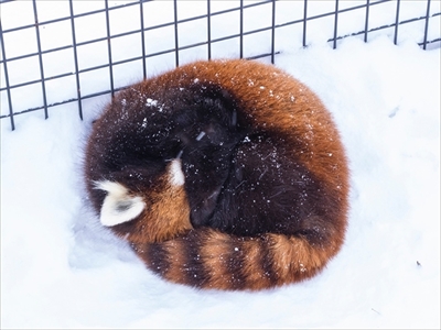 レッサーパンダ