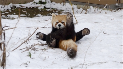 レッサーパンダ