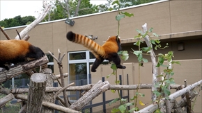 レッサーパンダ