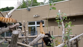 レッサーパンダ