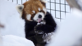 レッサーパンダ