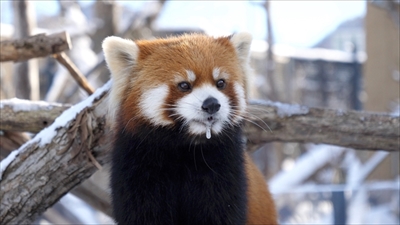 レッサーパンダ