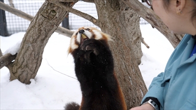 レッサーパンダ