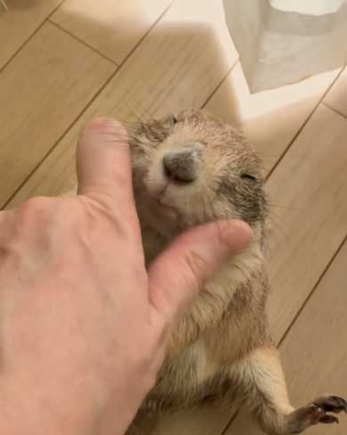 もしょもしょ プレーリードッグ 甘える くんた