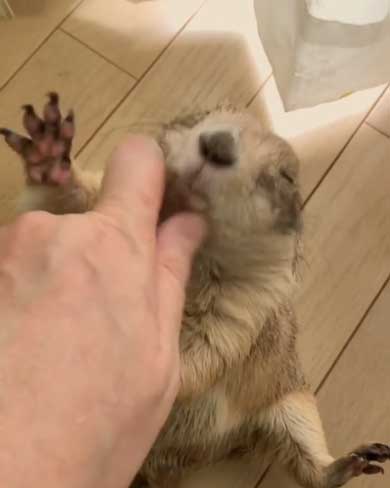 もしょもしょ プレーリードッグ 甘える くんた