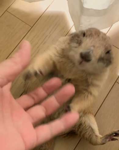 もしょもしょ プレーリードッグ 甘える くんた