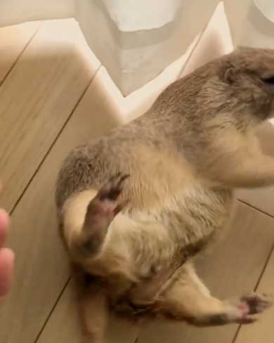 もしょもしょ プレーリードッグ 甘える くんた