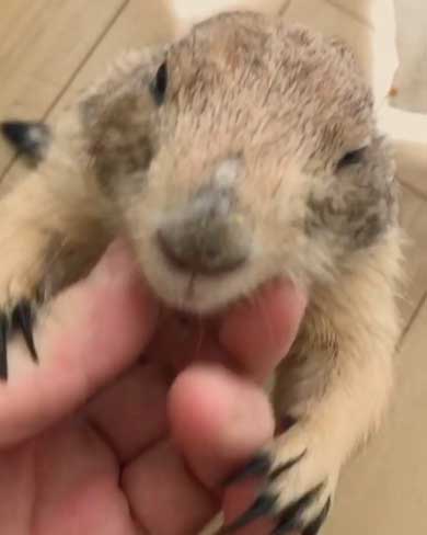 もしょもしょ プレーリードッグ 甘える くんた