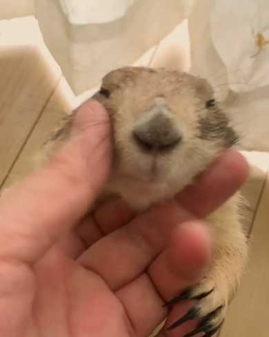 もしょもしょ プレーリードッグ 甘える くんた