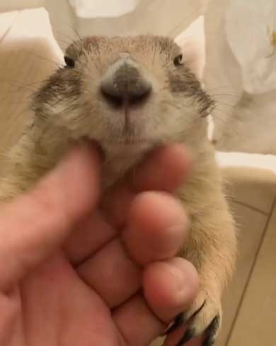 もしょもしょ プレーリードッグ 甘える くんた