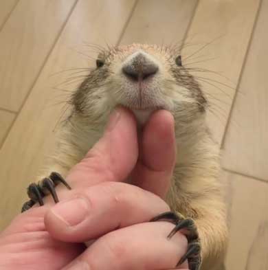 もしょもしょ プレーリードッグ 甘える くんた