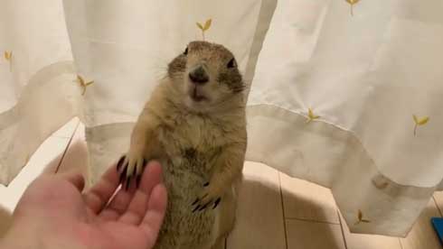 もしょもしょ プレーリードッグ 甘える くんた