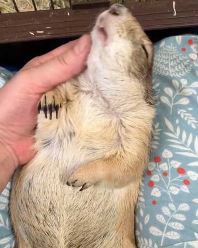 もしょもしょ プレーリードッグ 甘える くんた