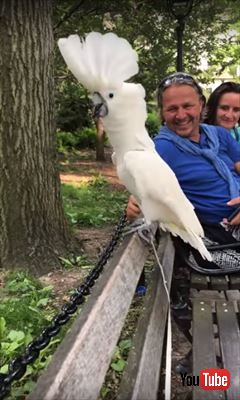 オウム