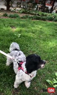 オウム