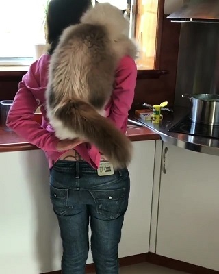 猫