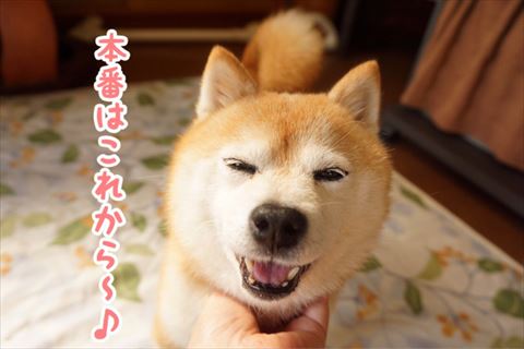 犬