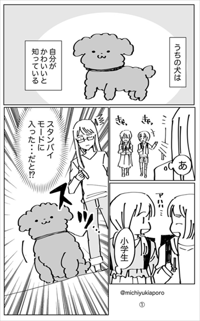 うちのトイプーがアイドルすぎる