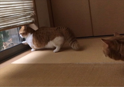 茶太郎きなこの短足日記