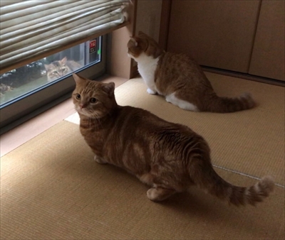 茶太郎きなこの短足日記