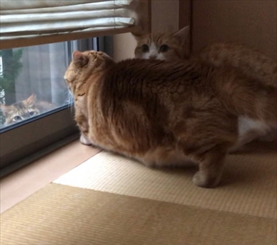 茶太郎きなこの短足日記