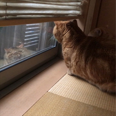 茶太郎きなこの短足日記