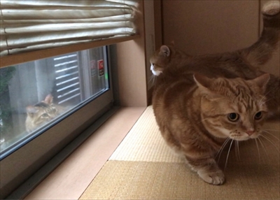 茶太郎きなこの短足日記