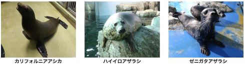 八景島シーパラダイス 横浜 アクアミュージアム 水族館 25周年 リニューアル