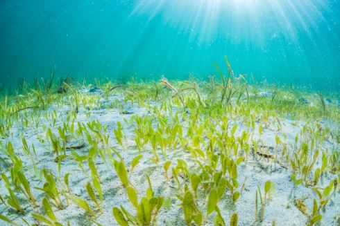 八景島シーパラダイス 横浜 アクアミュージアム 水族館 25周年 リニューアル