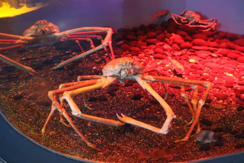 八景島シーパラダイス 横浜 アクアミュージアム 水族館 25周年 リニューアル