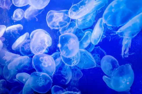 八景島シーパラダイス 横浜 アクアミュージアム 水族館 25周年 リニューアル