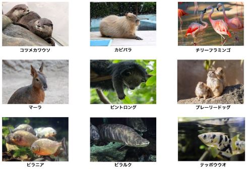 八景島シーパラダイス 横浜 アクアミュージアム 水族館 25周年 リニューアル